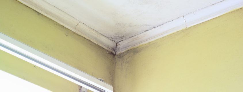 Find mold problems early with infrared thermography.